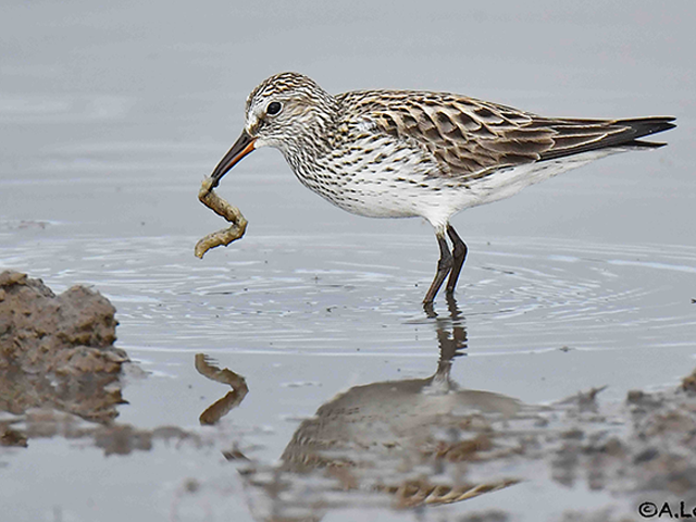 White-rumped Sandpiper by Alan Lenk